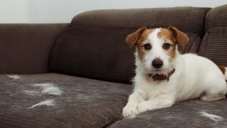 FELLIGER JACK RUSSELL HUND, DER WÄHREND DER MAUSERZEIT HAARE VERLIERT UND AUF DEM GRAUEN SOFA SPIELT.