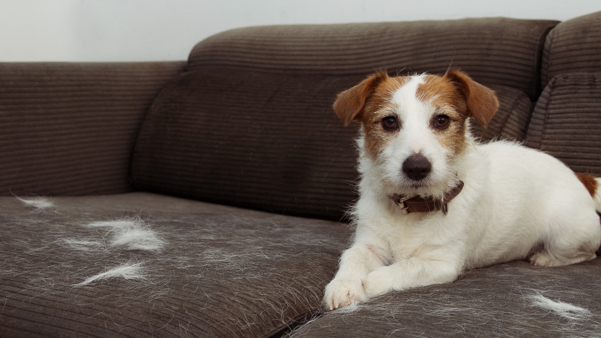 FELLIGER JACK RUSSELL HUND, DER WÄHREND DER MAUSERZEIT HAARE VERLIERT UND AUF DEM GRAUEN SOFA SPIELT.